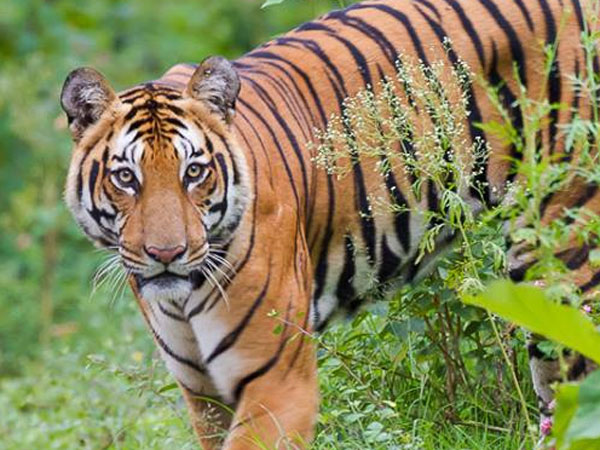 చర్యలకు ఆదేశాం