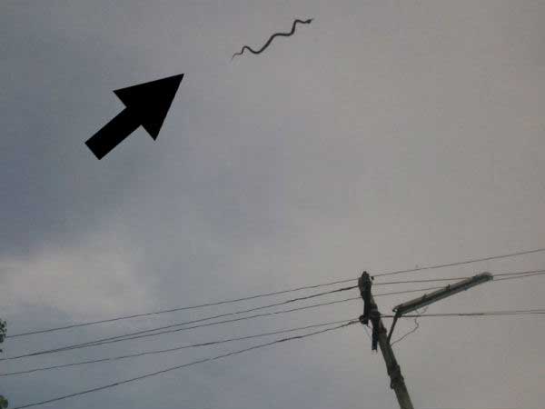 Surprise visitor: Flying snake found in Hyderabad Surprise visitor: Flying snake found in Hyderabad