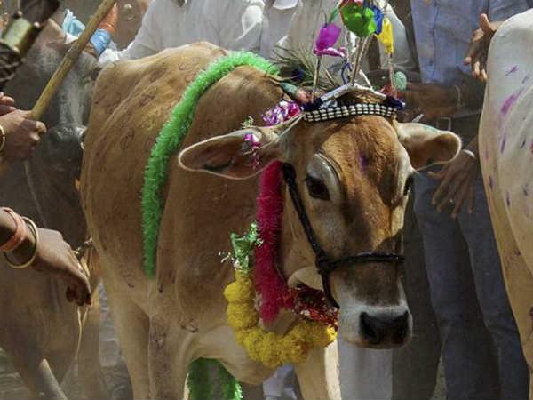 Prominent attacks by cow vigilantes since 2015 Prominent attacks by cow vigilantes since 2015