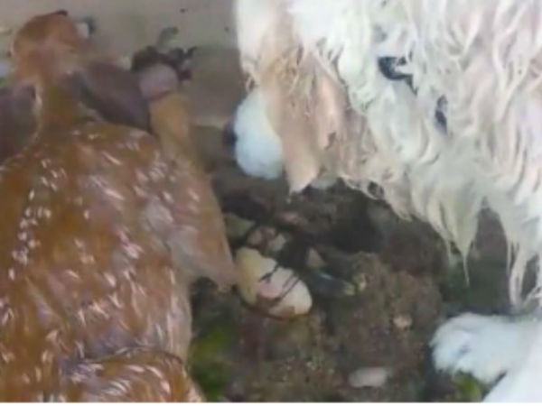 Dog saves fawn struggling to stay afloat in Long Island Sound Dog saves fawn struggling to stay afloat in Long Island Sound