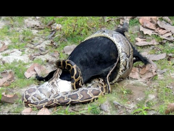 A goat kid in the stomach of Python... A goat kid in the stomach of Python...