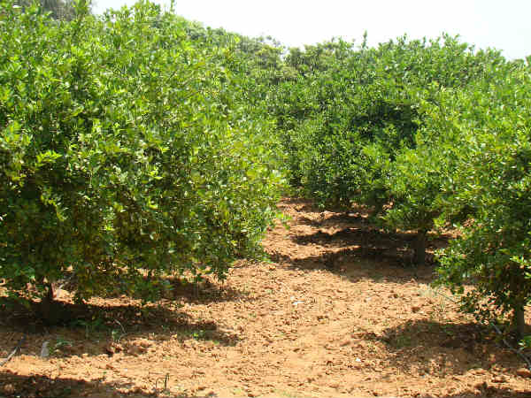 Lime farmers are faces so many problems in Andhra Pradesh Lime farmers are faces so many problems in Andhra Pradesh