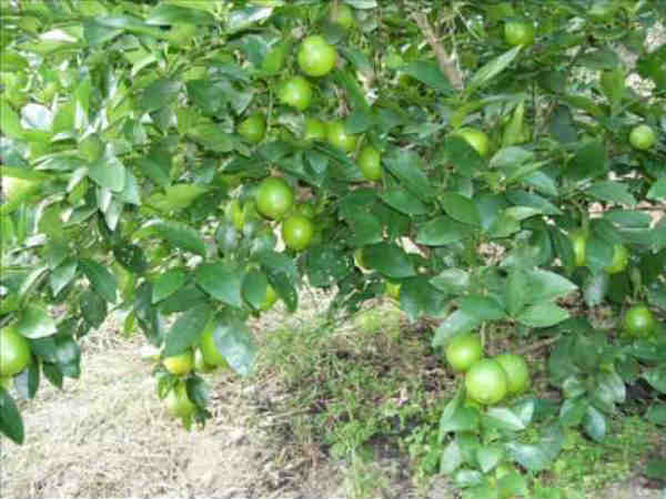 Lime farmers are faces so many problems in Andhra Pradesh Lime farmers are faces so many problems in Andhra Pradesh