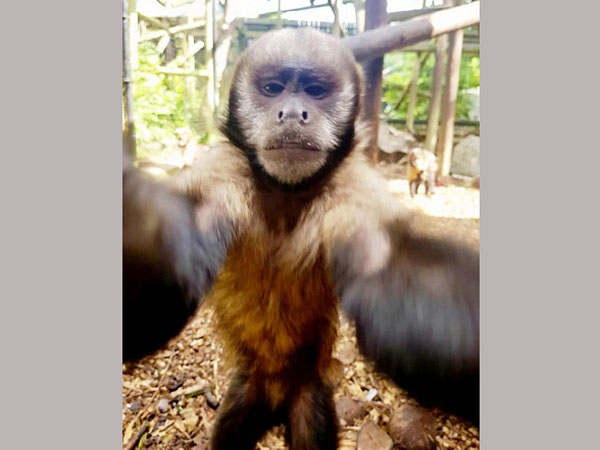 Birmingham monkey steals iPhone to take a selfie Birmingham monkey steals iPhone to take a selfie