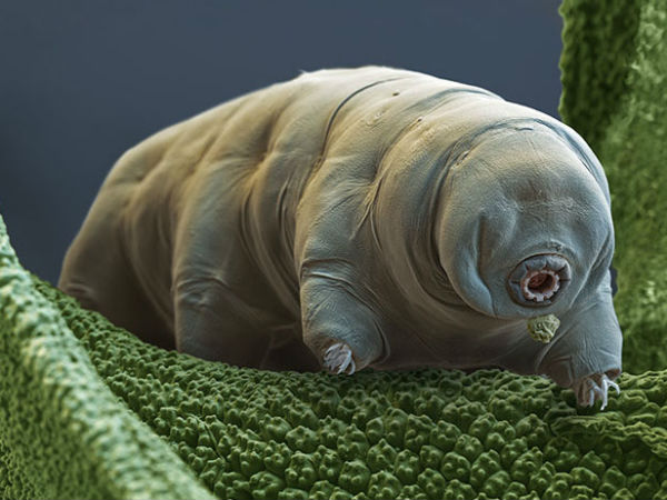 These animals can survive until the end of the Earth, astrophysicists say These animals can survive until the end of the Earth, astrophysicists say
