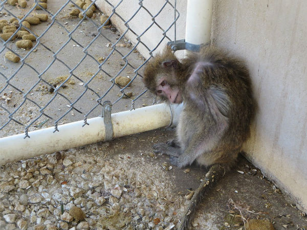 Ailing monkey visits doctor, takes glucose by himself Ailing monkey visits doctor, takes glucose by himself