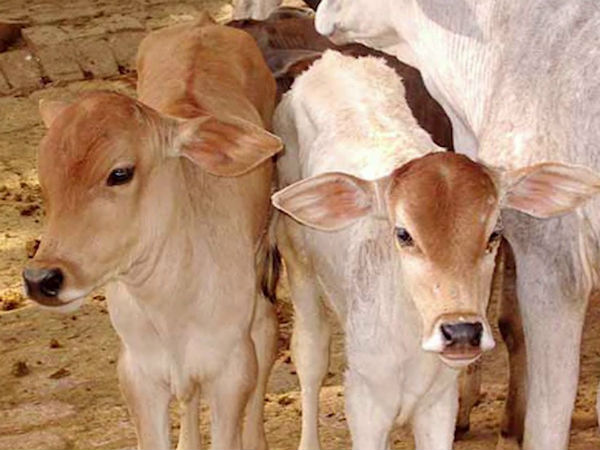 Sexual Attack on calf in West Godavari. Sexual Attack on calf in West Godavari.