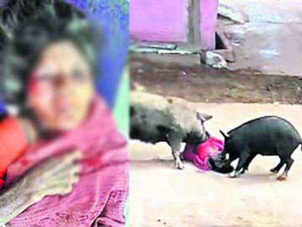 Pigs maul woman in Nellore Pigs maul woman in Nellore