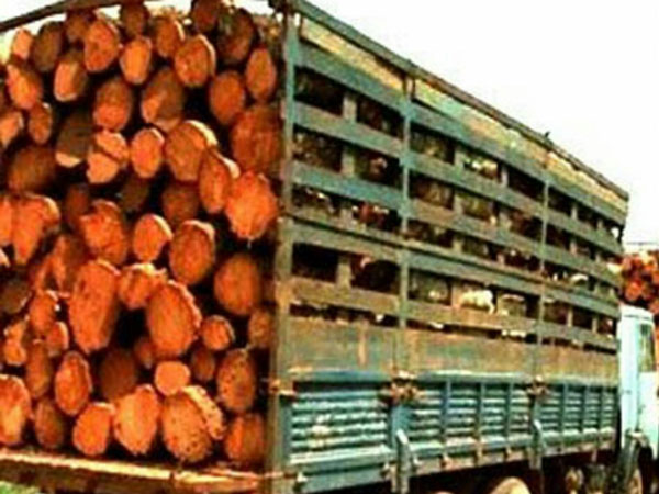 Rare wood smuggling Rare wood smuggling