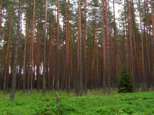 Rare wood smuggling Rare wood smuggling