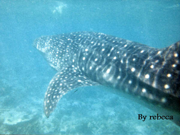 Whale shark found in Kakinada Whale shark found in Kakinada