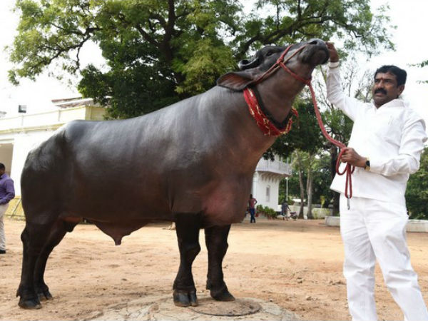 ప్రత్యేక ఆకర్షణగా సెషన్ షా