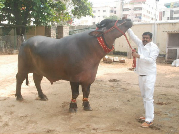సెషన్ షా ప్రత్యేకతలు..