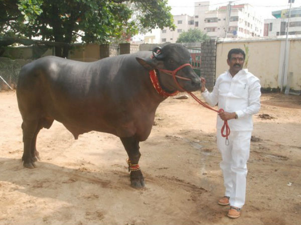 ఏర్పాట్లు పూర్తి.. ఘనంగా ఉత్సవాలు