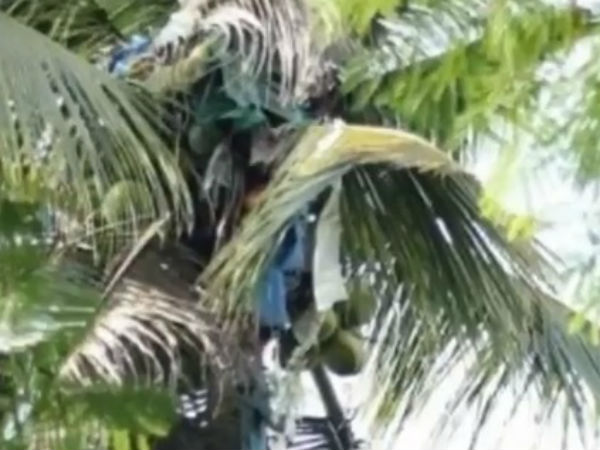 Filipino Man Rescued After Spending Three Years Atop 60-Foot-Tall Coconut Tree Filipino Man Rescued After Spending Three Years Atop 60-Foot-Tall Coconut Tree