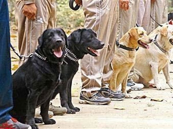 ప్రత్యేక డాగ్ స్క్వాడ్