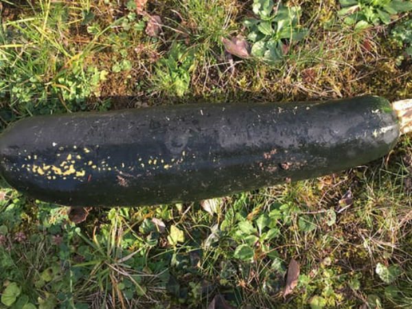 Report of wartime bomb in Germany leads to courgette discovery Report of wartime bomb in Germany leads to courgette discovery
