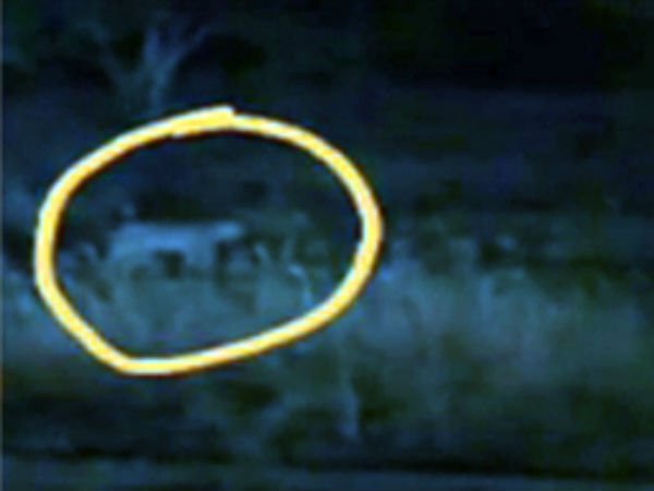 Cheetah in Vijayawada city Cheetah in Vijayawada city