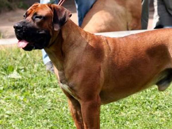 6 Month Old Baby dead after attack by Dog 6 Month Old Baby dead after attack by Dog