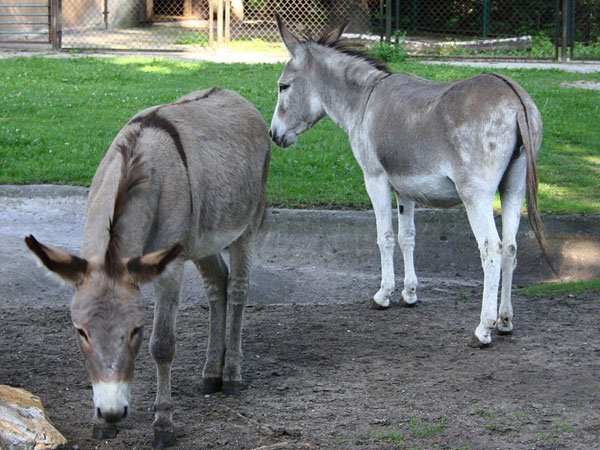 Donkeys destroy plants, ‘jailed’ for 4 days Donkeys destroy plants, ‘jailed’ for 4 days