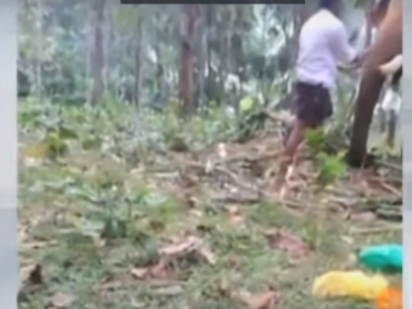 Elephant hits man in kerala Elephant hits man in kerala