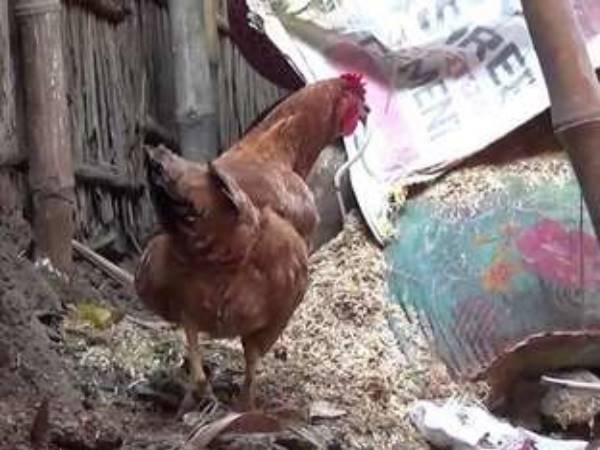 Teenager Sexually Assaults Hen in Pakistan's Punjab Province, Arrested Teenager Sexually Assaults Hen in Pakistan's Punjab Province, Arrested