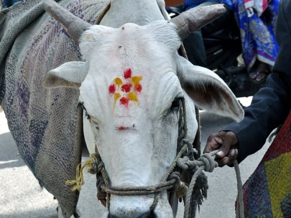 సంగీతమంటే ఆవుకు పిచ్చి