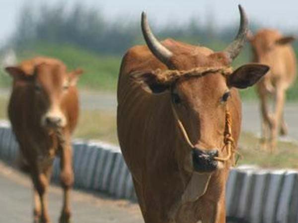పాటలు ఆపేస్తే గందరగోళం