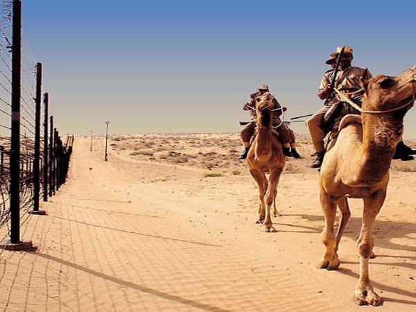 Indian Army plans to introduce camels for patrolling LAC in Ladakh Indian Army plans to introduce camels for patrolling LAC in Ladakh