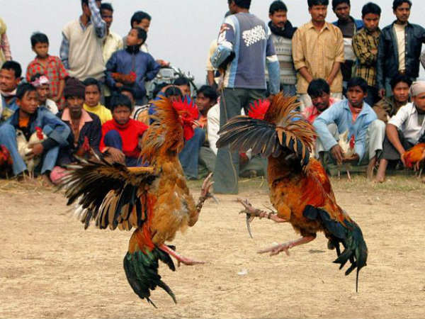 కోడిపెందెలను జూదంగా మార్చకూడదు