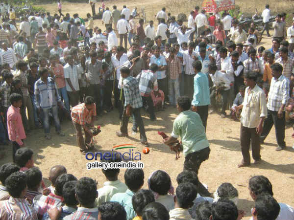 గోదావరి కోళ్లతో...పాకిస్తాన్ కోళ్ల ఢీ...