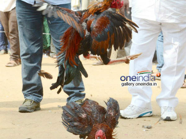 పాకిస్తాన్ కోళ్ల సంగతేంటంటే...
