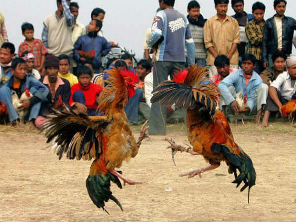కోడి పందాల చరిత్ర....