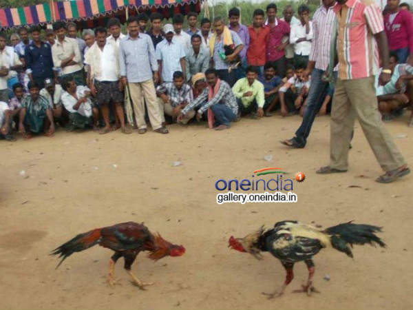 పందేల విషయంలో...వెనక్కి తగ్గేదేలేదు...