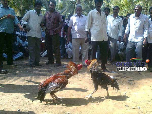 బెట్టింగ్...బెట్టింగ్...
