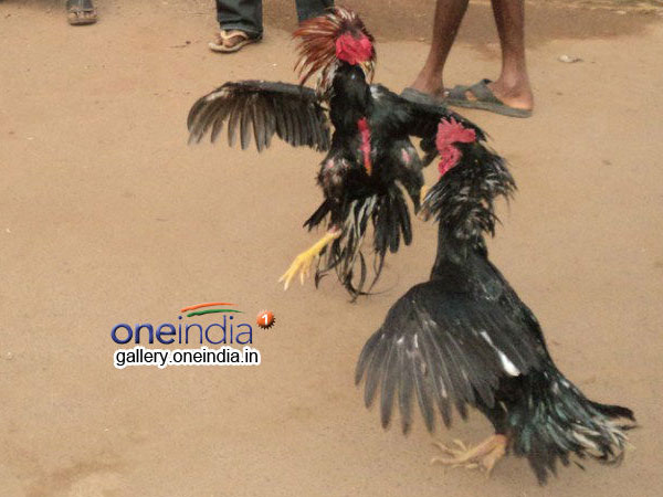కోస్తా వ్యాప్తంగా...కోడి పందాల జోరు...