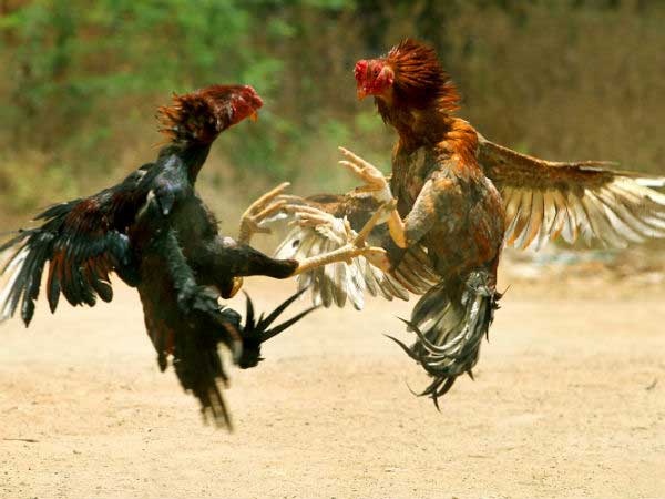పందాలు జరిగే ప్రాంగణాలే...బరులు...