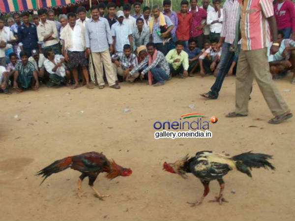 బెట్టింగే బెట్టింగ్...కోట్ల రూపాయల ఆదాయం...