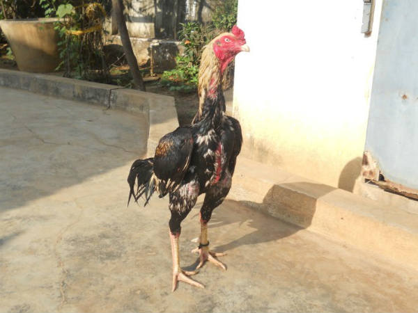 పందెం కోడి...చికెన్ పకోడి...