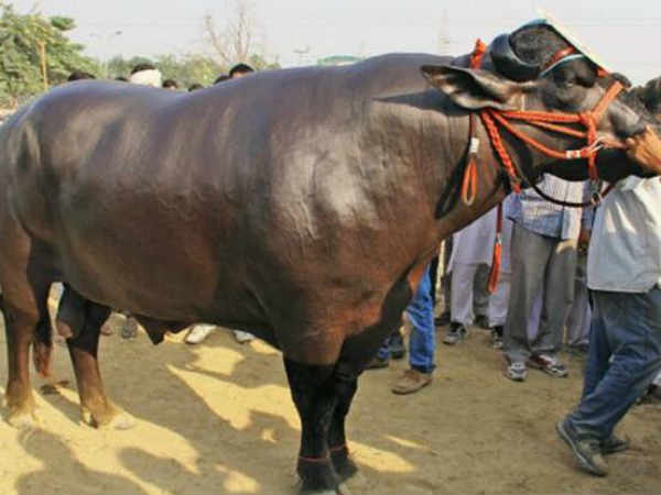 Bhahubali bulls in AP Janmabhooi programme Bhahubali bulls in AP Janmabhooi programme