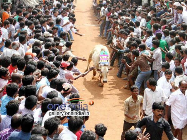 Jallikattu Jallikattu