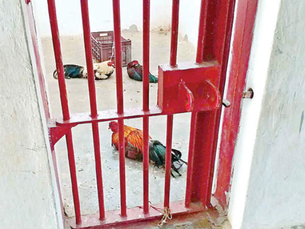 cocks in atchutapuram police station cocks in atchutapuram police station