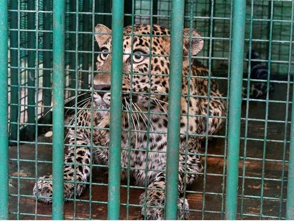 Leopard captured from house in Karnataka town Leopard captured from house in Karnataka town