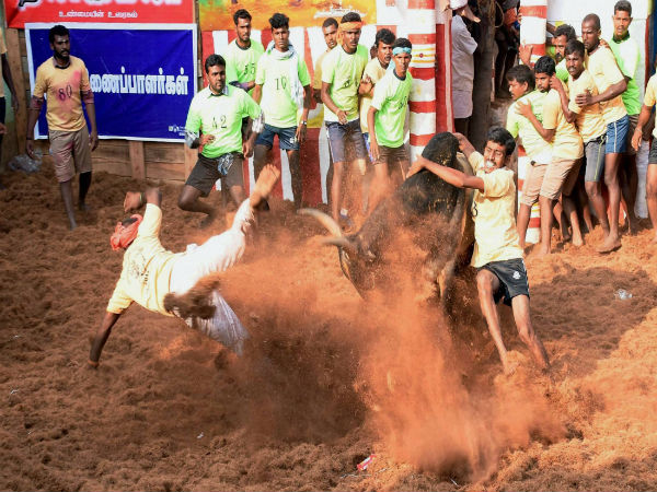 Jallikattu death Jallikattu death