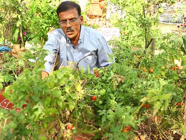 ‘మిద్దెతోట'...ఎందుకంటే...