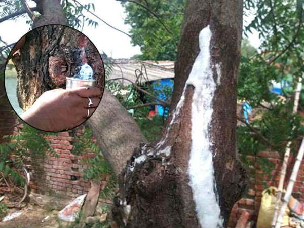 Miracle Neem Tree.. Milik Like Fluid cures Diseases! Miracle Neem Tree.. Milik Like Fluid cures Diseases!