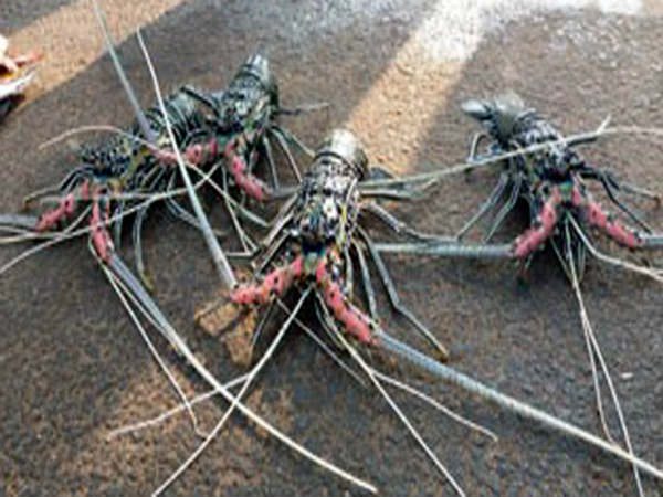 కనీస బరువే...ఒక కిలో