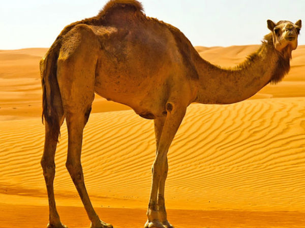 Amazing Life-Sized Sculptures of Camels and Horses Discovered in Saudi Arabia Amazing Life-Sized Sculptures of Camels and Horses Discovered in Saudi Arabia