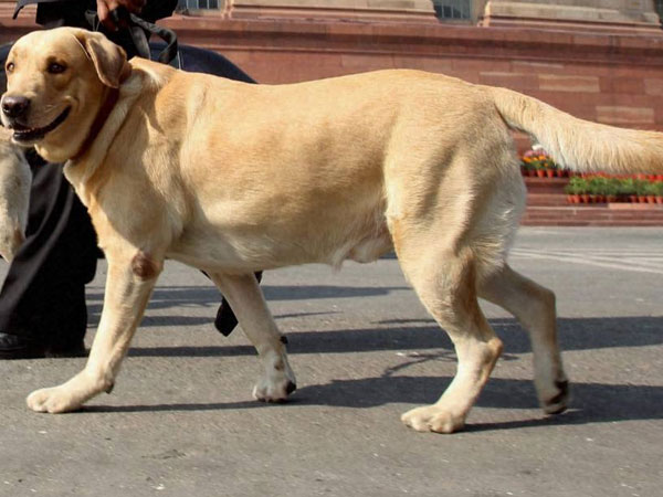 4-year-old killed in stray dogs attack 4-year-old killed in stray dogs attack