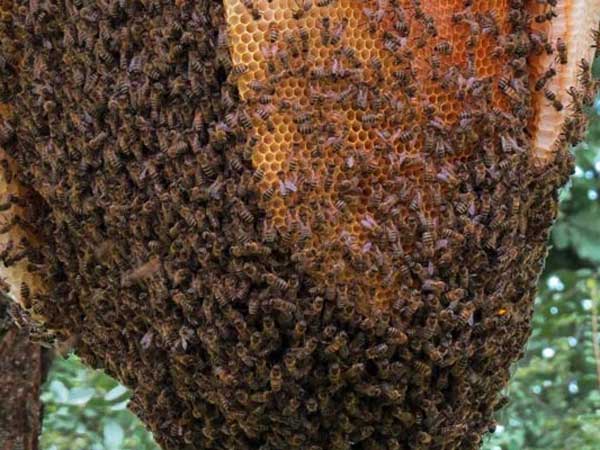 Bee Attack Kills Man In UP, Leaves Wife Critically Injured Bee Attack Kills Man In UP, Leaves Wife Critically Injured